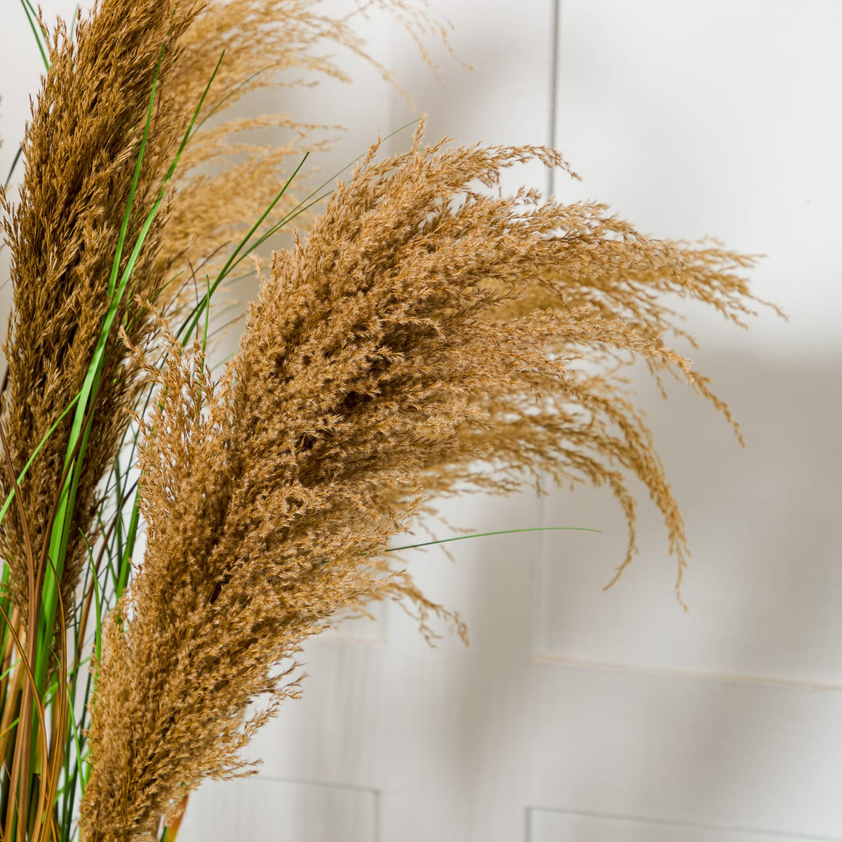 Home Collections Pamper Grass, product image 2
