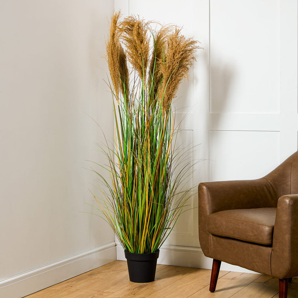 Home Collections Pamper Grass